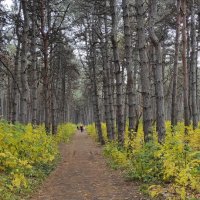 Щепкинский лес. Осень. :: Ирина 