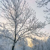 Морозное утро :: Ульяна Миронова