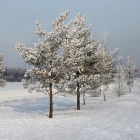 Сибирская зима :: Елена 