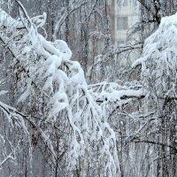 Царство зимы! :: жанна нечаева