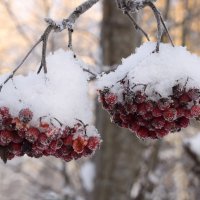 рябина в снегу :: Танзиля Завьялова