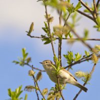 Милая маленькая птичка :: Наталья Козлова