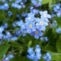 Голубой и нежный солнечный цветок :: Ирина 