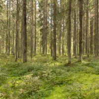 В летнем лесу :: Aнна Зарубина