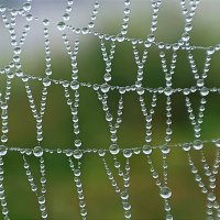 Бисероплетение дождя на паутинке :: Ульяна Северинова Фотограф