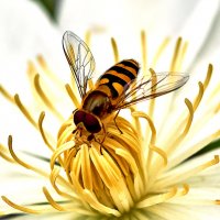 Пчелка :: Валерий Гончаров