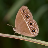 Orsotriaena medus :: Станислав С.