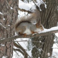 Зимняя трапеза :: Александр 