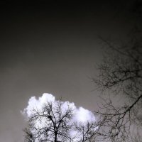 Облачное дерево :: Дарья Трифанова