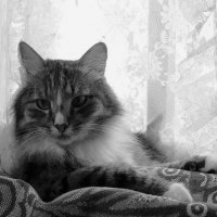 Портрет кота Платона :: Ольга Григ