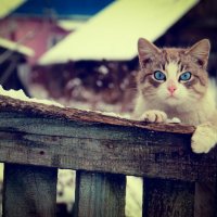 глаза кошки :: Инна Подольская