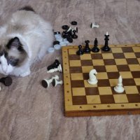 Шахматист :: Надежда Соколова