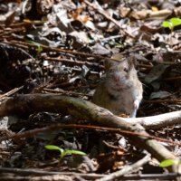 Мышка в лесу :: Sergey Nechaev