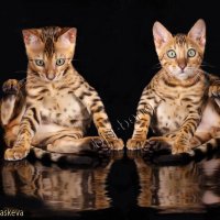 Бенгальские котята :: Наталья Сидорова