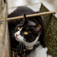 мой кот Кузя :: Татьяна Минакова