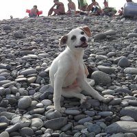 Пляжный пёсик!!! :: Олег Семенцов