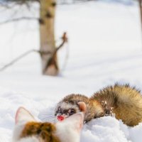 Ты кто? :: Виктория Гаман