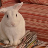 белый кролик :: Nina Delgado