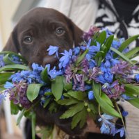 Все мы любим цветы! :: Вероника Томилова