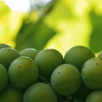 спеет виноград зелёный :: Анастасия 