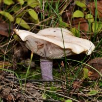 лесной гриб :: Анастасия Petrakova
