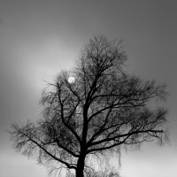Дерево :: Денис Матвеев