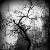 Одинокое старое дерево в парке.... :: Алена Петрова