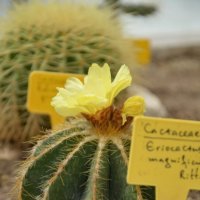 Cactaceae :: Александра Ключникова