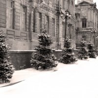 Ёлочки в снегу :: Светлана М