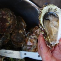 Mussels :: Ksenia Strudel 