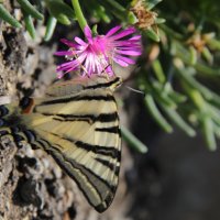 цветочик и бабочка :: олеся выкорчук