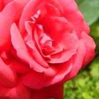 Прекрасные цветы,роза! :: Диана 