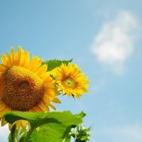 Солнечный цветок :: Валерия Соловьёва
