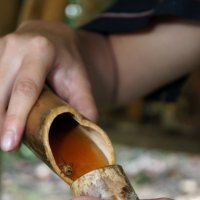 дикий мед острова Борнео :: ОлЪг Милеев
