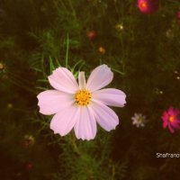 Flower :: Ksenia Shafranova