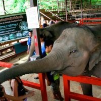 Шоу слонов в Тайланде :: Вира Вира