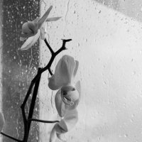 дождь за окном... :: СВЕТЛАНА ЛЕБЕДЬ