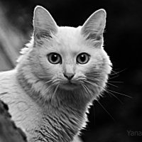 Соседский кот :: Янина Пименова