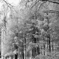 первый снег :: Ирина Горина