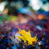 Осенние краски :: Ivan teamen