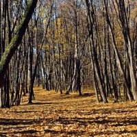 Осень.. :: Александр Чекмарев