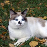 Кошка на осенней траве :: Виктор Сухарев