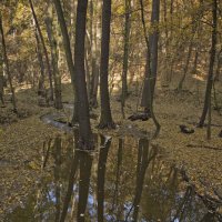 осень прила :: Наталья Агеева