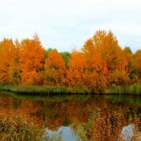 Желтая осень :: Вика Курилова