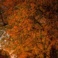 autumn :: freetimephoto free