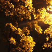 осенняя ночь в парке Сокольники :: Sergey Ganja