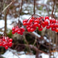 Калина красная под снегом :: Анна Хоменко