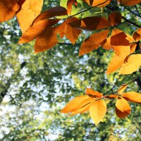 Осенняя листва в Сочи :: Anastasia Gevorkyan
