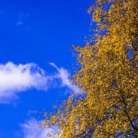 Купол неба ярко синий удивительно красивый! :: Ирина Крохмаль