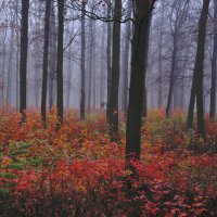 туманный лес :: Сергей Лисевич